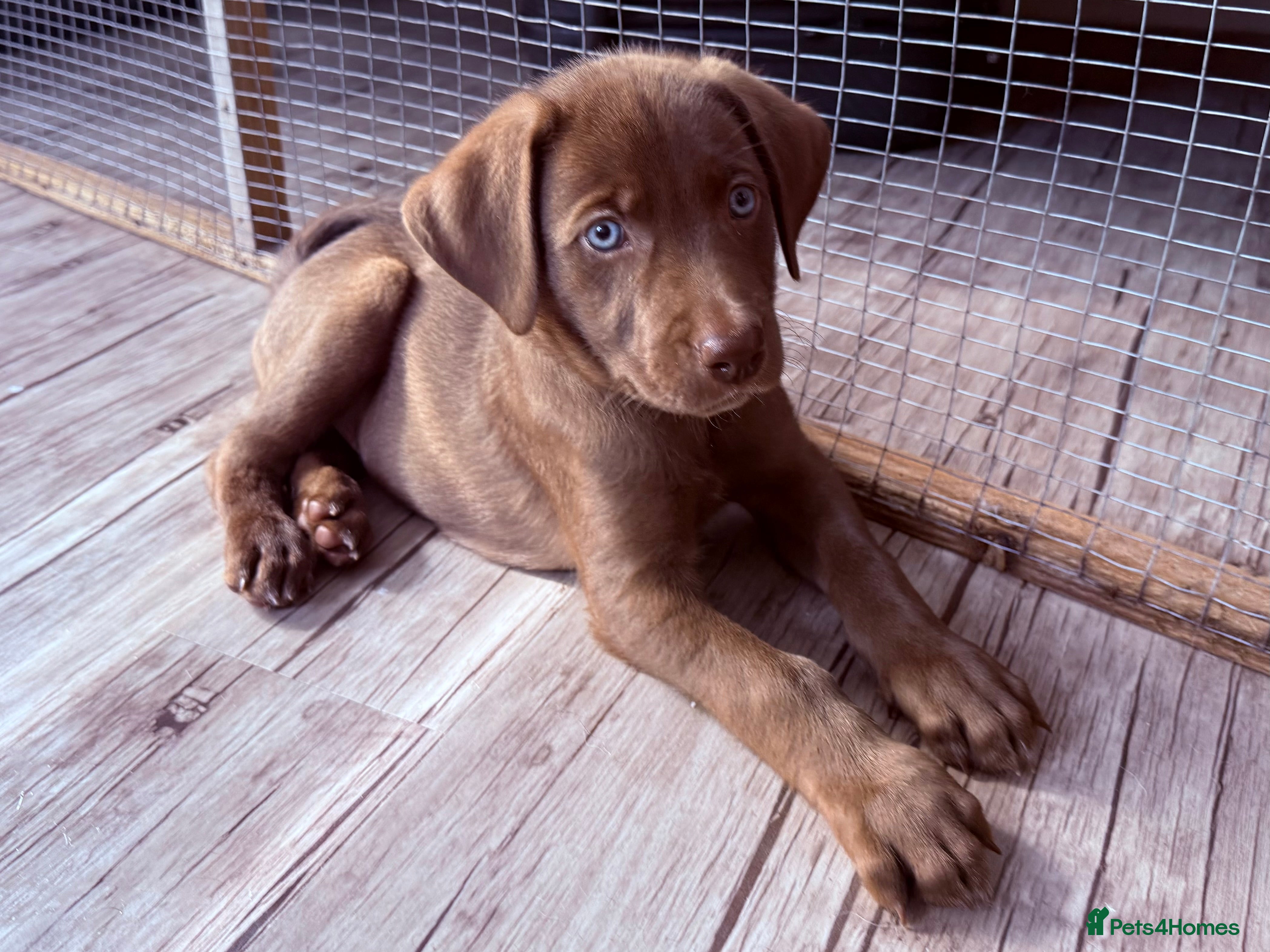 Mixed Breed dogs Gorgeous Siberian Shepsky x Weimaraner Puppies  - Advert 2