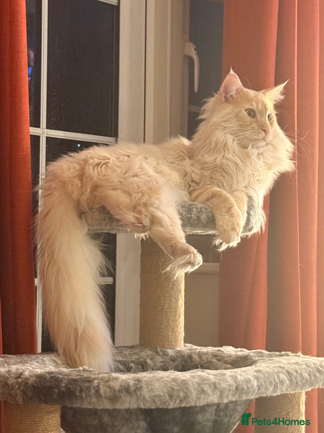 Maine Coon cats for sale: 6 remaining kittens - Advert 38