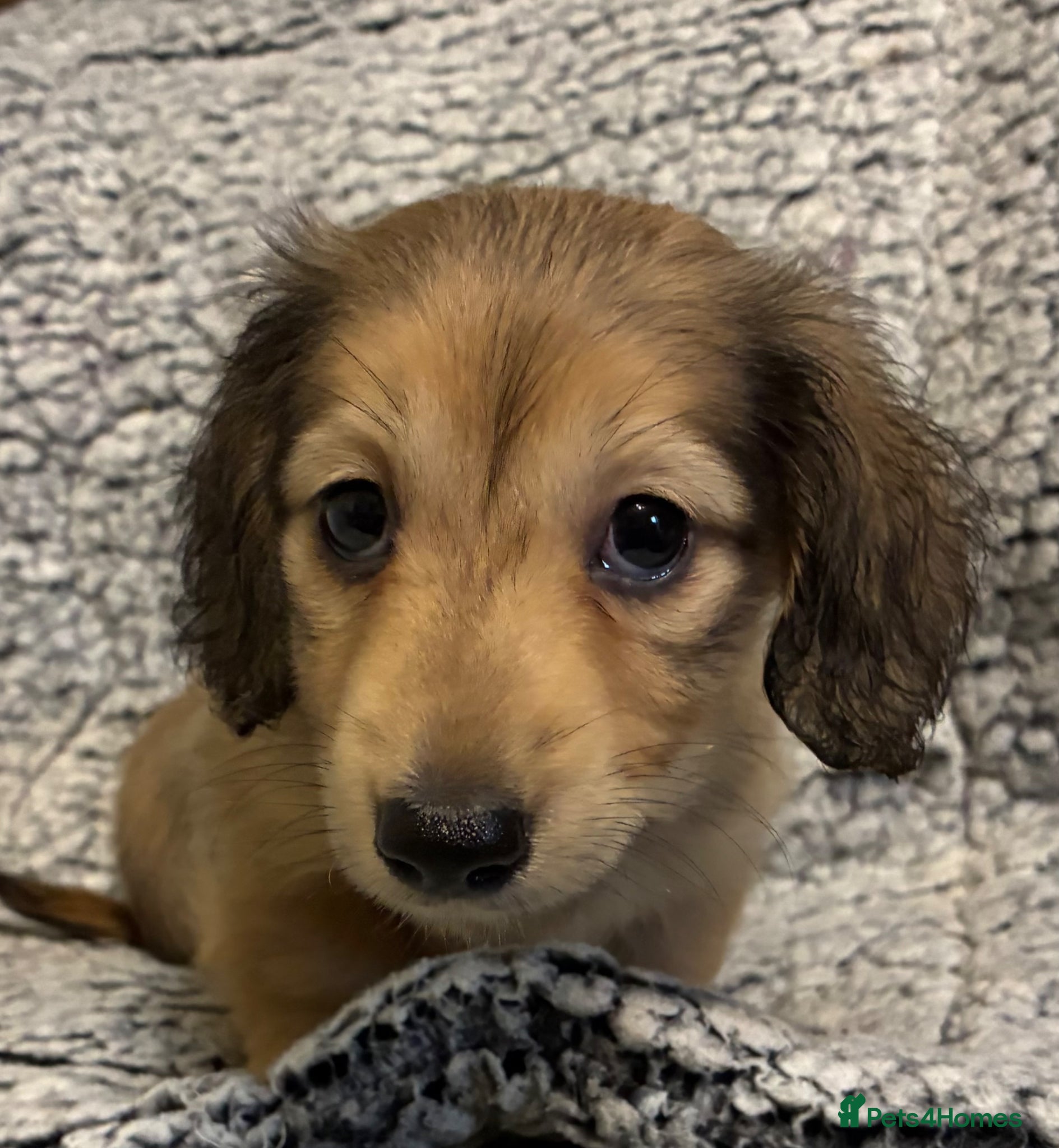 Miniature Dachshund dogs GORGEOUS KC reg PRA CLEAR MINI DACHSHUND PUPPIES - Advert 1