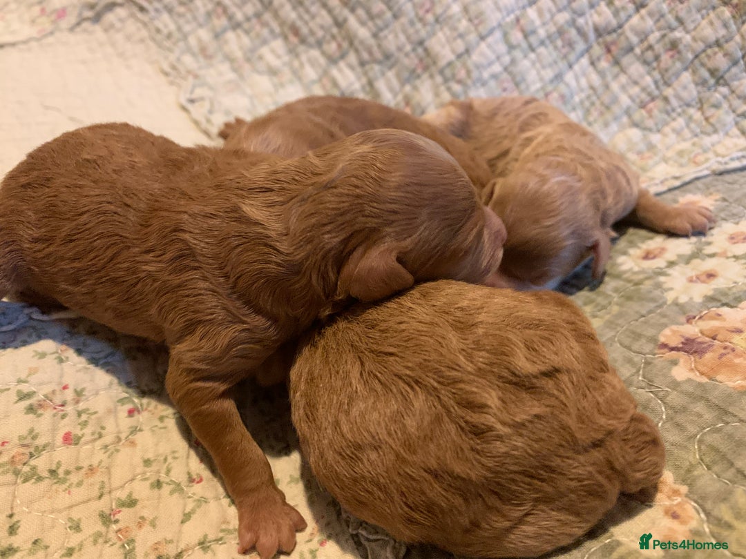 Toy Poodle dogs for sale: Red and Apricot Tiny Toy Poodles - Ready Soon - Advert 15