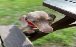 Dachshund dogs for stud: My boy Toby for stud  - Image 2