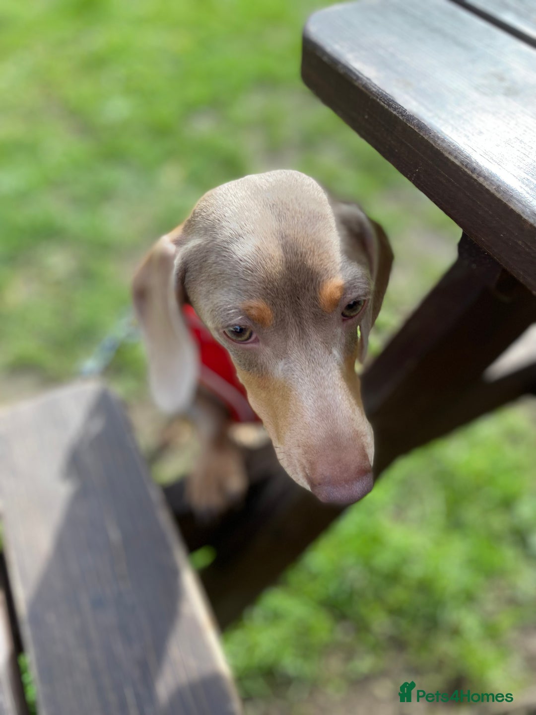 Dachshund dogs for stud: My boy Toby for stud  - Image 2