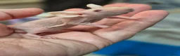 Mouse rodents for sale: Fancey Male and female mice - Advert 35