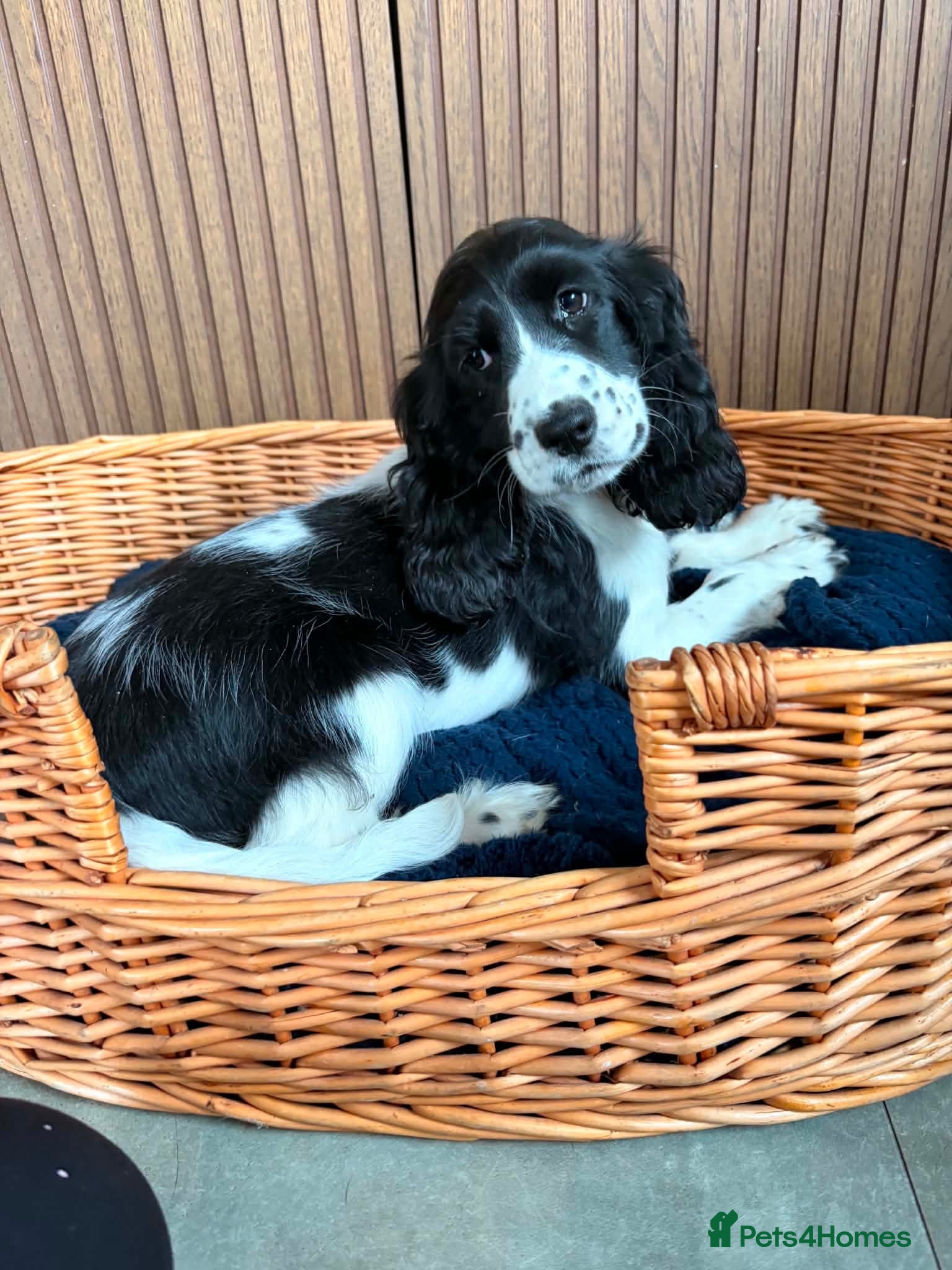 Cocker Spaniel dogs ⭐️Show Cocker Pups Ready Now⭐️ - Advert 6