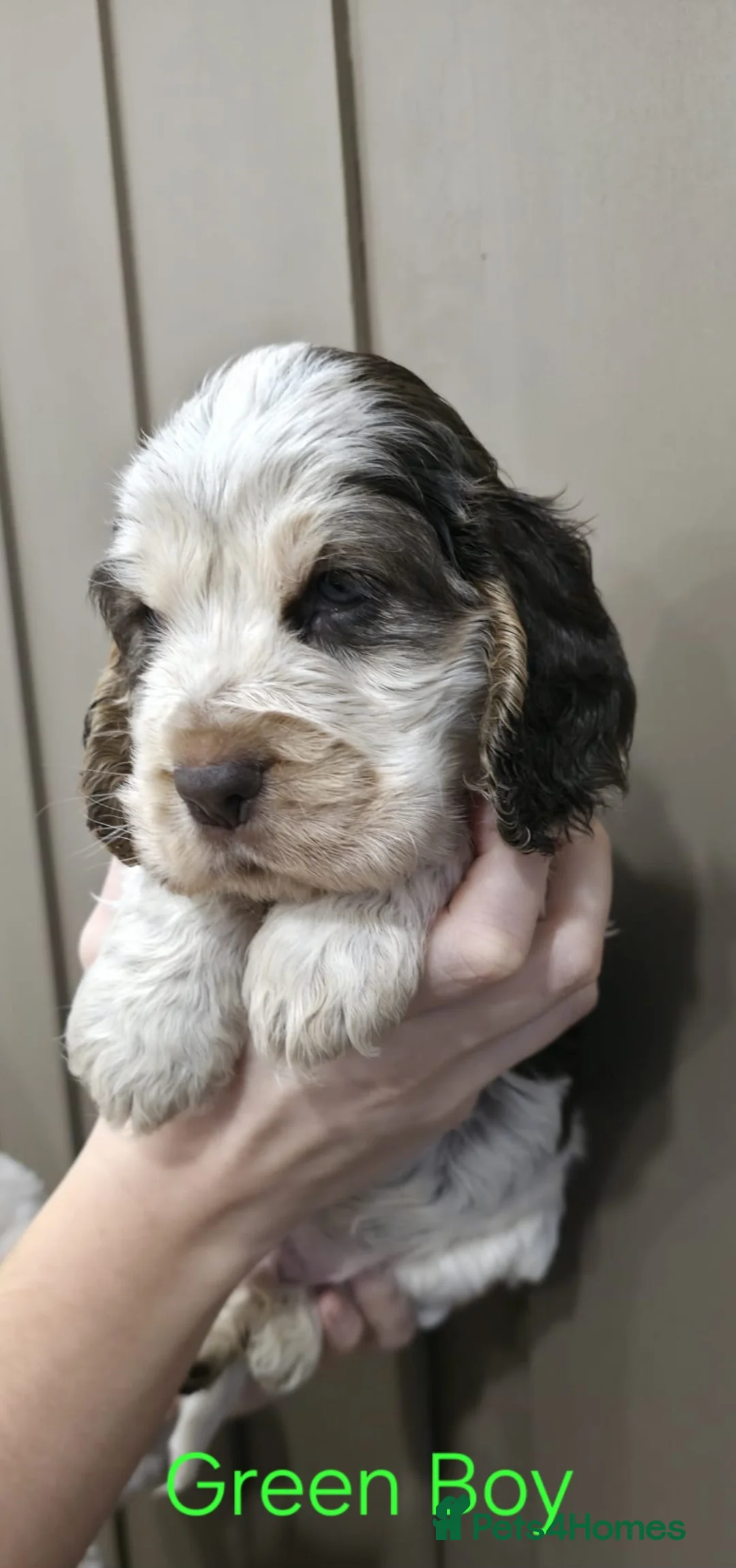 Cocker Spaniel dogs for sale: Show Type Cocker Spaniels Ready to leave now - Advert 23