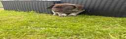 German Shorthaired Pointer dogs for sale: German shorthaired pointer ready to go  - Advert 22