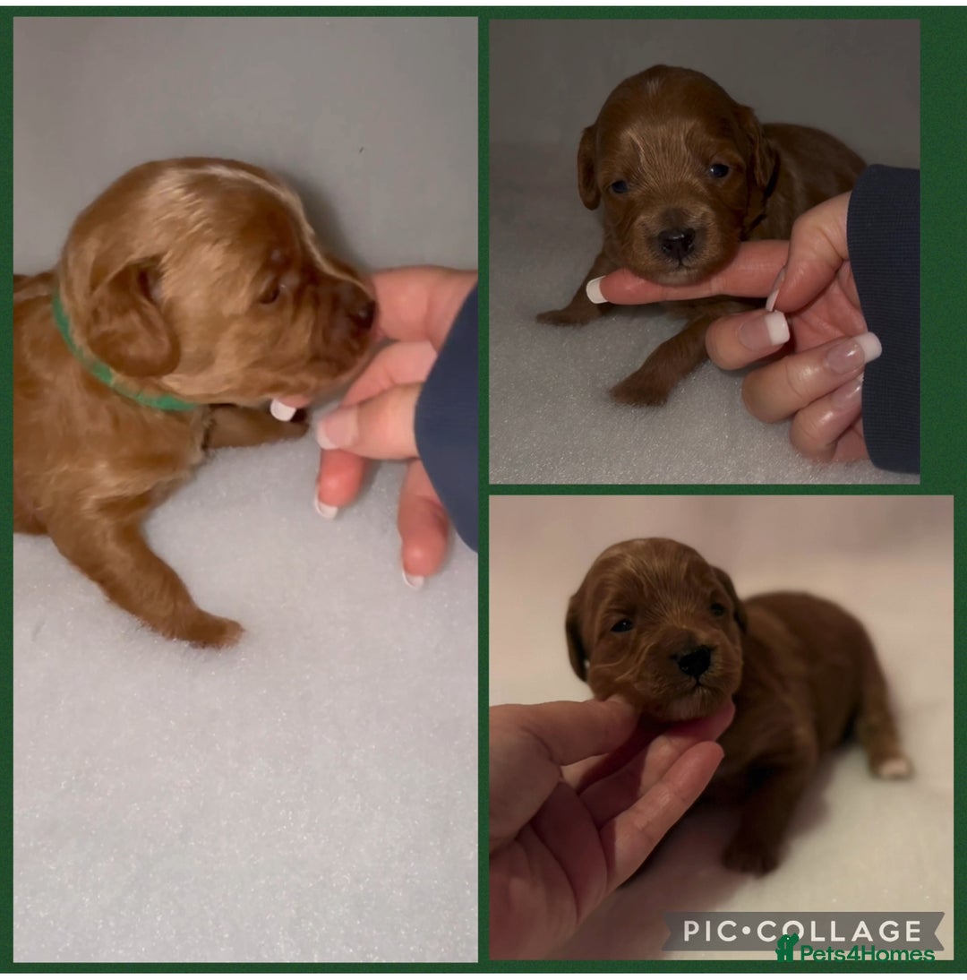 Cavapoo dogs for sale: Extensively Health Tested F1b Cavapoo Puppies  - Advert 28