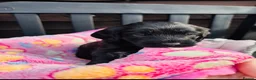 Labradoodle dogs for sale: 🐶 Beautiful Toy Labradoodles for sale 🐶  - Advert 12