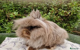 Lionhead rabbits for sale: Purebred Lionhead Rabbits  - Image 6