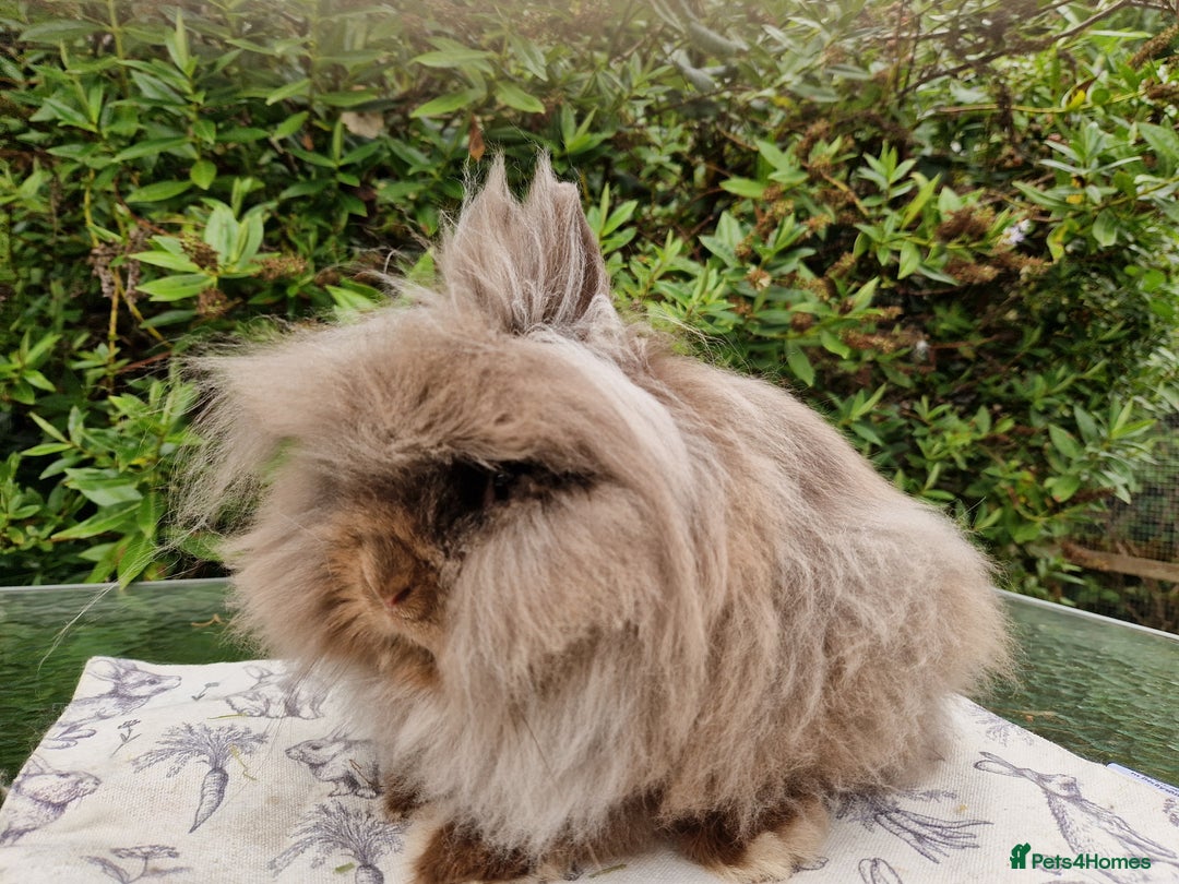 Lionhead rabbits for sale: Purebred Lionhead Rabbits  - Image 6