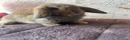 Mini Lop rabbits for sale: Mini lops - Advert 3
