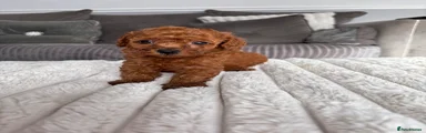 Cavapoo 6