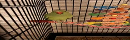 Ringnecks birds for sale: Ringneck for sale  - Advert 2