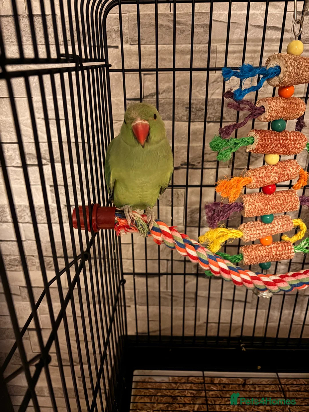 Ringnecks birds for sale: Ringneck for sale  - Advert 2