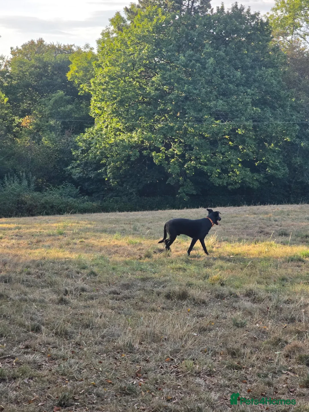 Mixed Breed dogs for sale: Ozzy – 1 Year Old Labrador x Lurcher in Blackwood - Advert 6