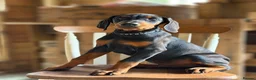 Dobermann dogs for sale: READY NOW- Outstanding KC Dobermann Pups🇧🇷 - Advert 5