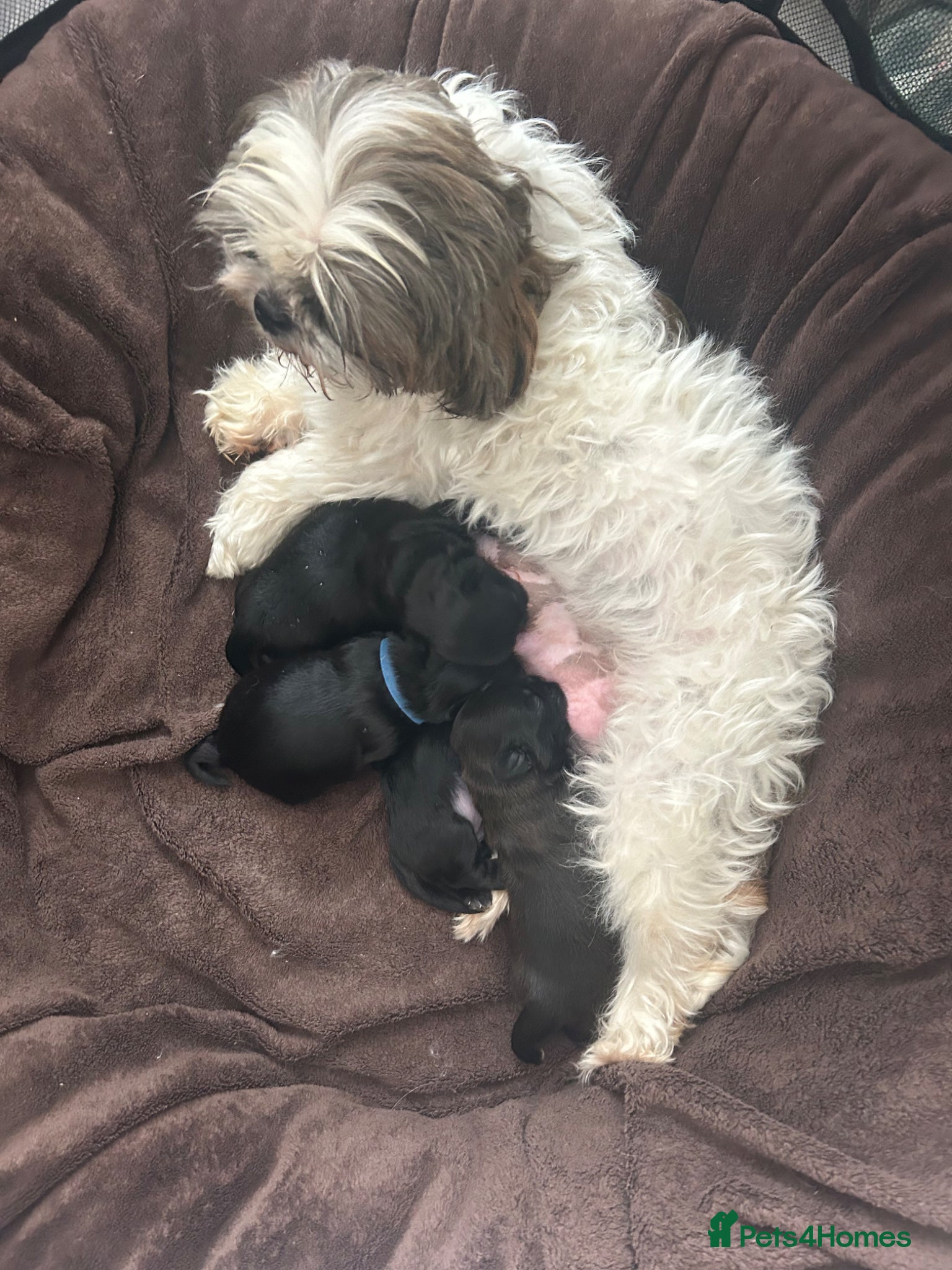 Shih Tzu dogs for sale: Full pedigree imperial Shih ztu - Advert 17