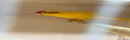 Parrots birds for sale: Proven Pair of Kakarikis  in York - Advert 3