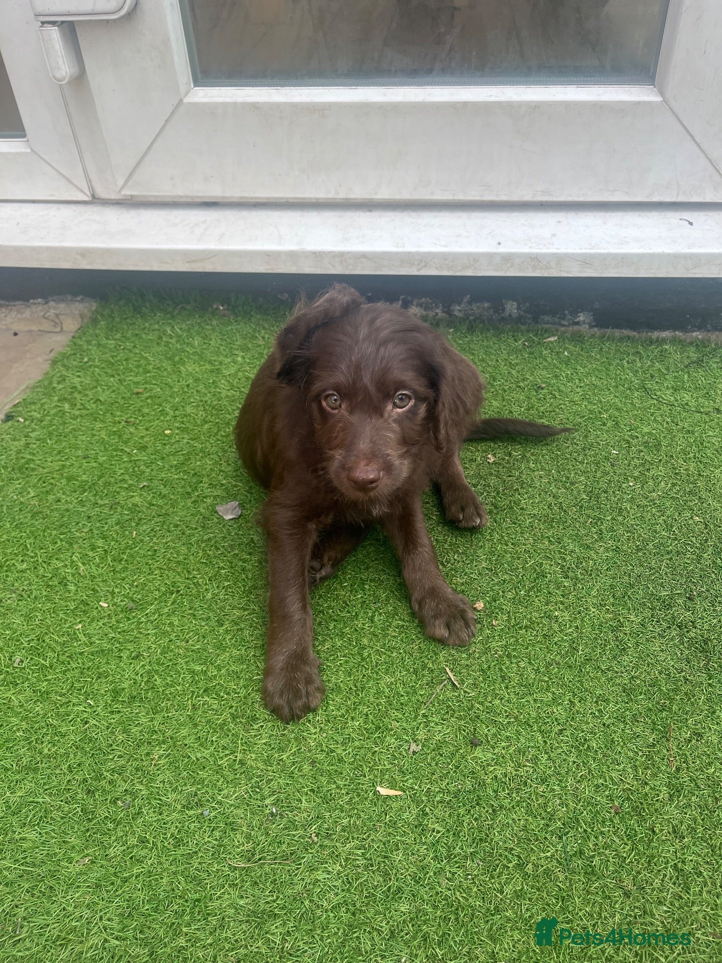 Labradoodle dogs Ready now - last few remaining  - Advert 2