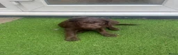 Labradoodle dogs for sale: Ready now - last few remaining  - Advert 2
