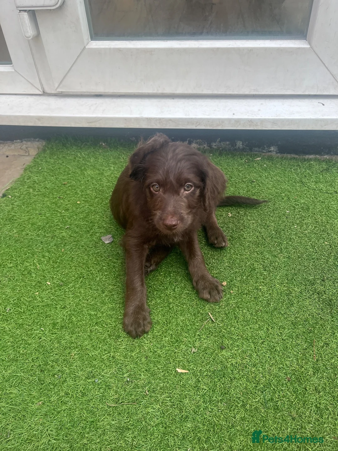 Labradoodle dogs for sale: Ready now - last few remaining  - Advert 2