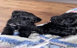 Mixed Breed dogs for sale: 🤎 Miniature Schnauzer X Cockapoo 🤎 - Image 26