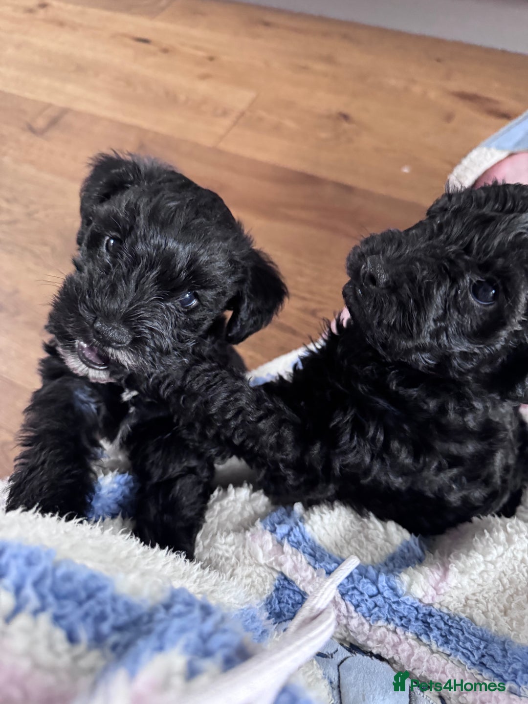 Mixed Breed dogs for sale: 🤎 Miniature Schnauzer X Cockapoo 🤎 - Image 26