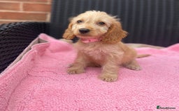Cockapoo dogs for sale: 🐶❤️💙fully vaccinated cockapoos ready now 🐶❤️💙 - Image 10