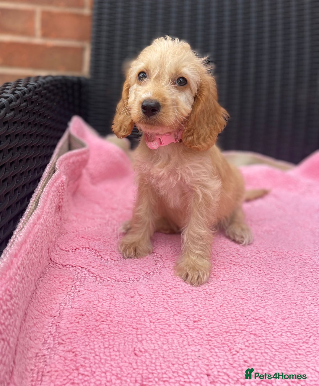 Cockapoo dogs for sale: 🐶❤️💙fully vaccinated cockapoos ready now 🐶❤️💙 - Image 10