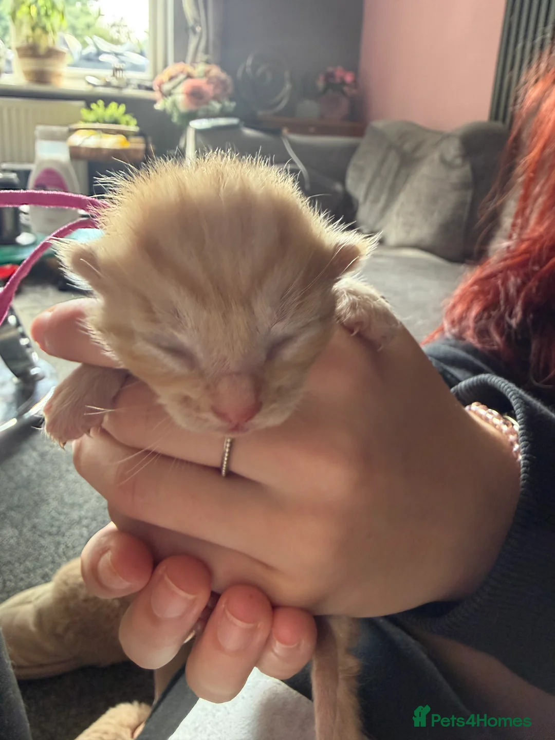 Mixed Breed cats for sale: 2 girls and 2 boys kittens - stunning  - Advert 2