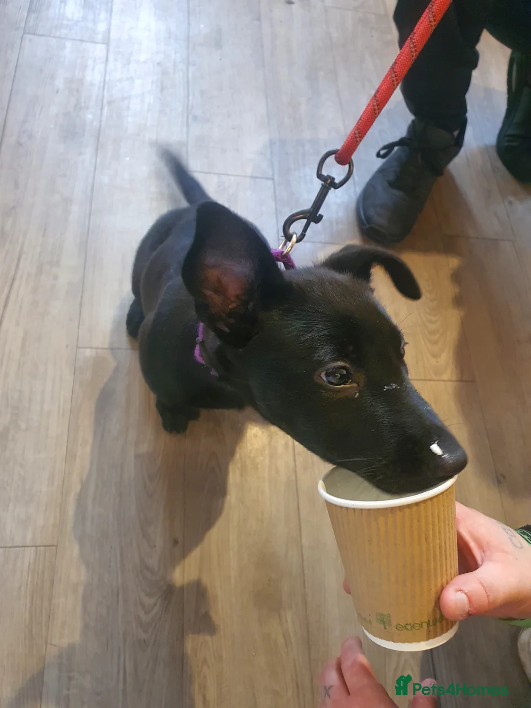 Belgian Shepherd Dog dogs for sale: Storm - Advert 2