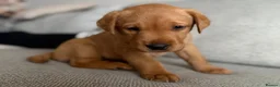 Labrador Retriever dogs for sale: Beautiful litter of puppies  - Advert 7