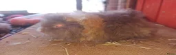 Guinea Pig rodents for sale: A selection of purebred longhaired sows - Advert 6