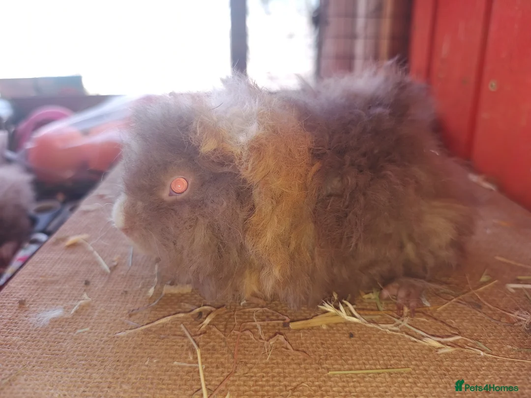 Guinea Pig rodents for sale: A selection of purebred longhaired sows - Advert 6