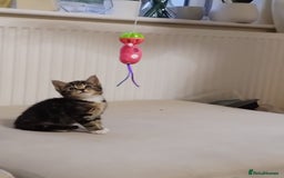 British Longhair cats for sale: 7 weeks old tabby female kitten - Image 4