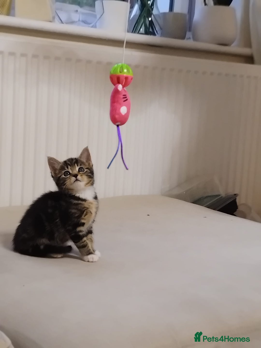 British Longhair cats for sale: 7 weeks old tabby female kitten - Image 4