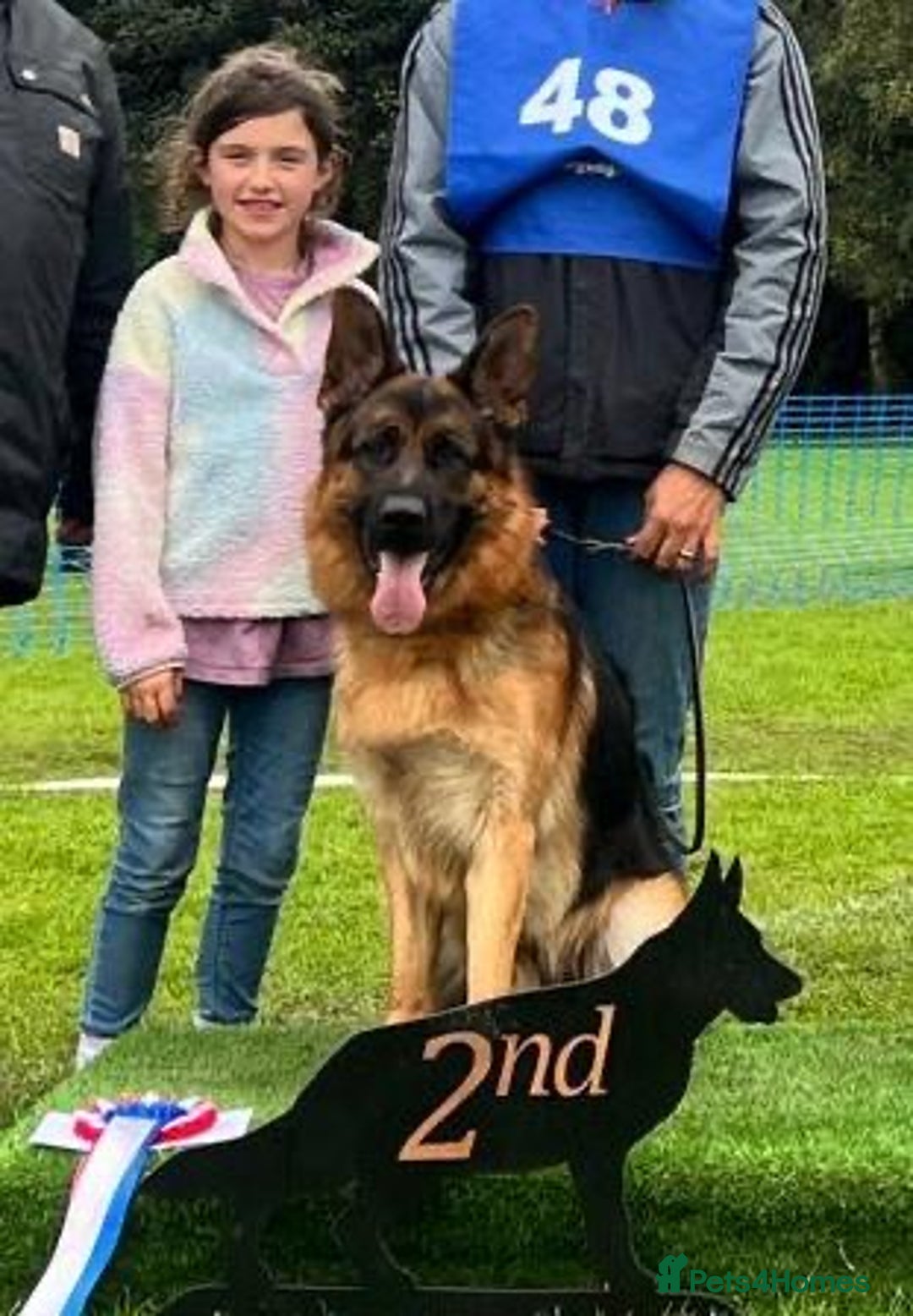 German Shepherd dogs for sale: German Shepherds - Image 4