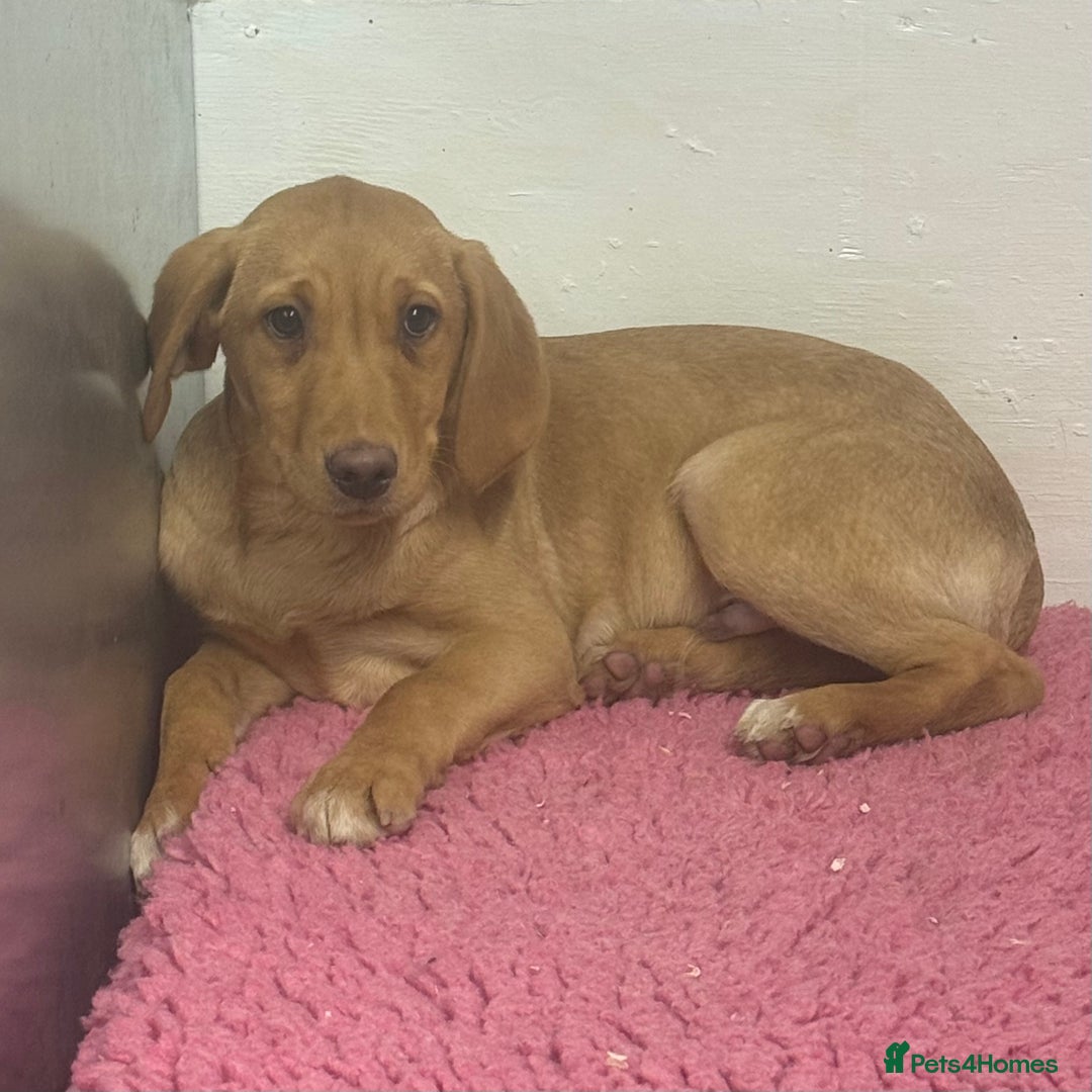 Labrador Retriever dogs for sale: 🧡 Pale Fox Red Yellow Labrador Puppies 💛 - Advert 19