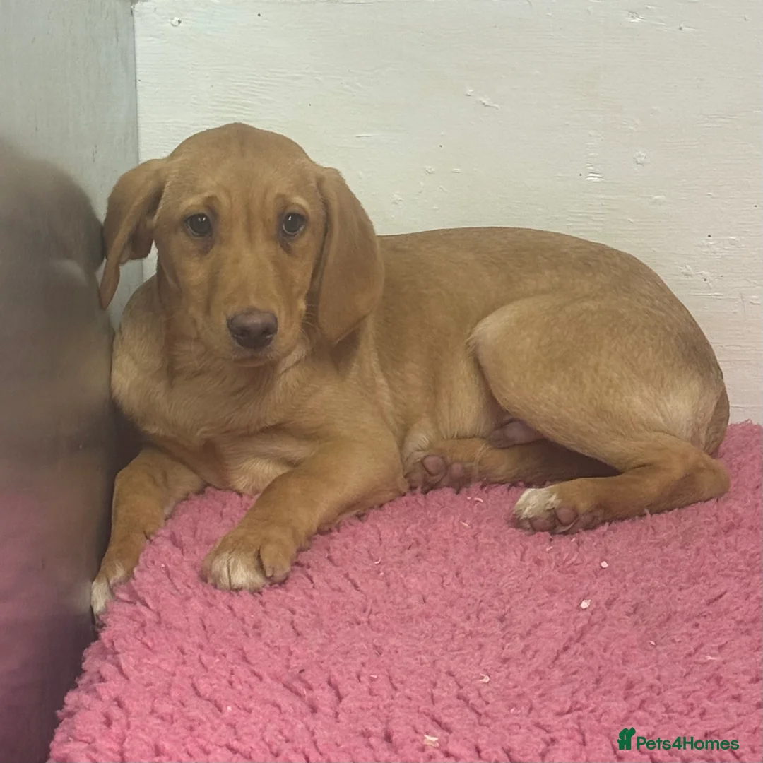 Labrador Retriever dogs for sale: 🧡 Pale Fox Red Yellow Labrador Puppies 💛 - Advert 19