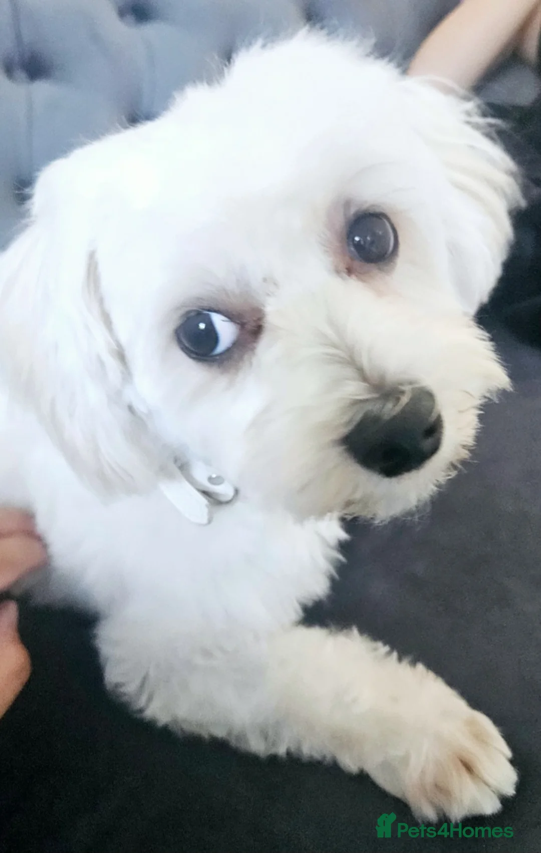 Bichon Frise dogs for sale: 2 Year Old Female Bichon Frise to Rehome - Advert 2