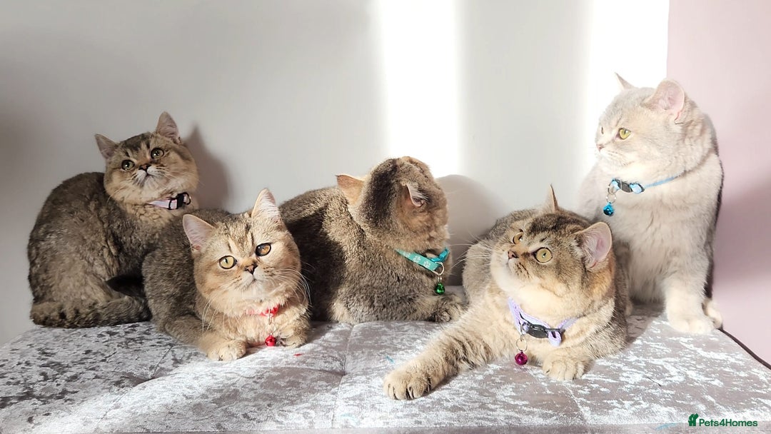 British Shorthair cats for sale: Gorgeous British Shorthair Kittens - Advert 17