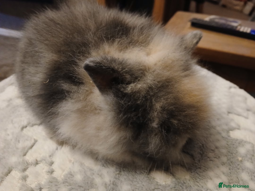 Lionhead rabbits for sale: Stunning DM Lionhead baby rabbits  - Advert 7