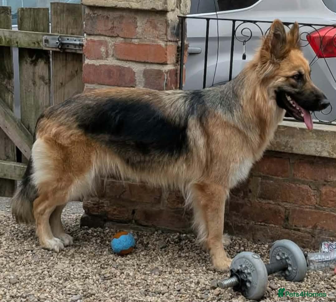 German Shepherd dogs Beautiful german shepherd girl  - Advert 5