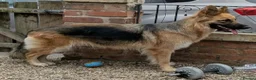 German Shepherd dogs for sale: Beautiful german shepherd girl  - Advert 1