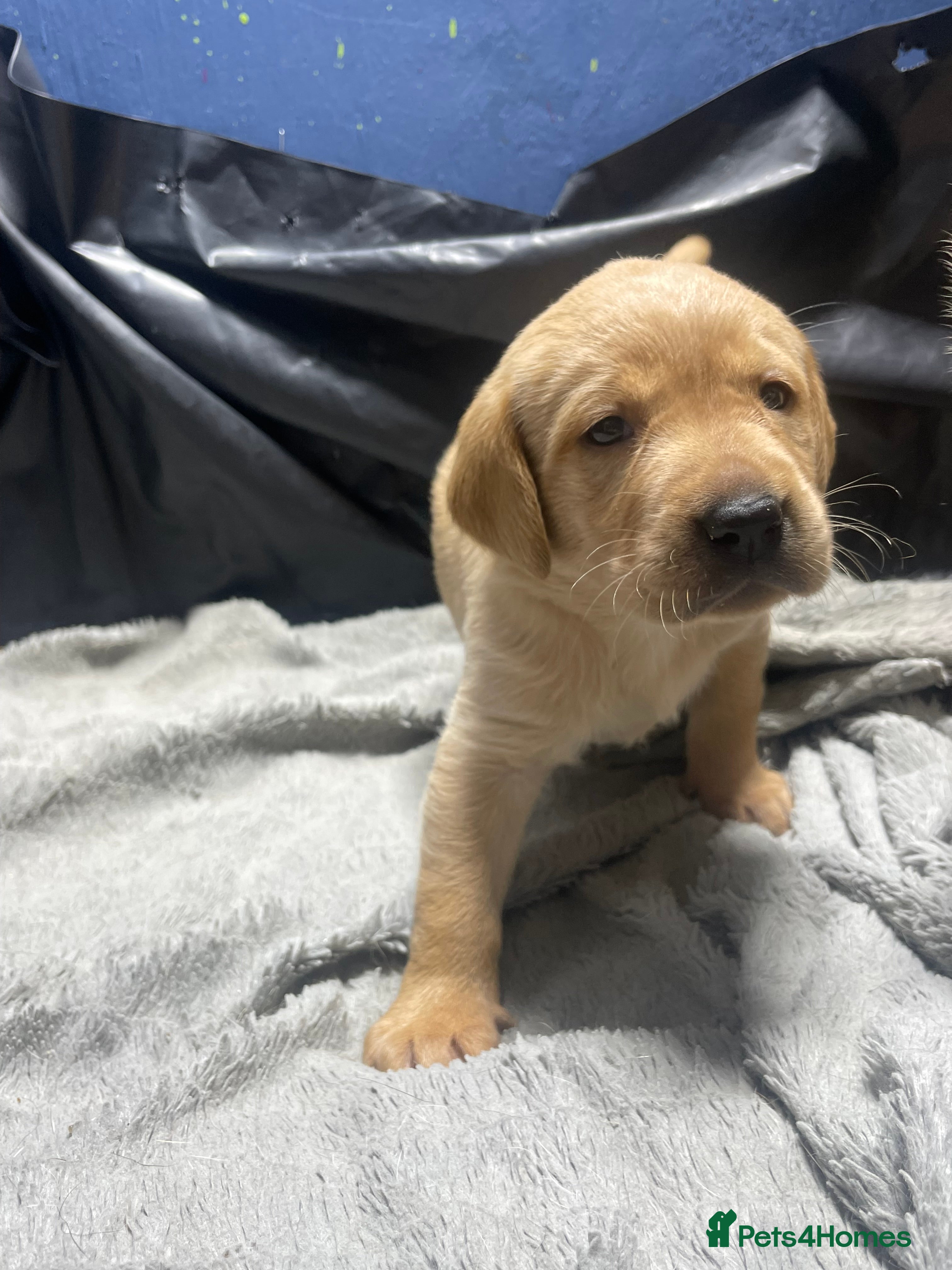 Labrador Retriever dogs Stunning Labradors for sale  4 weeks old  - Advert 2