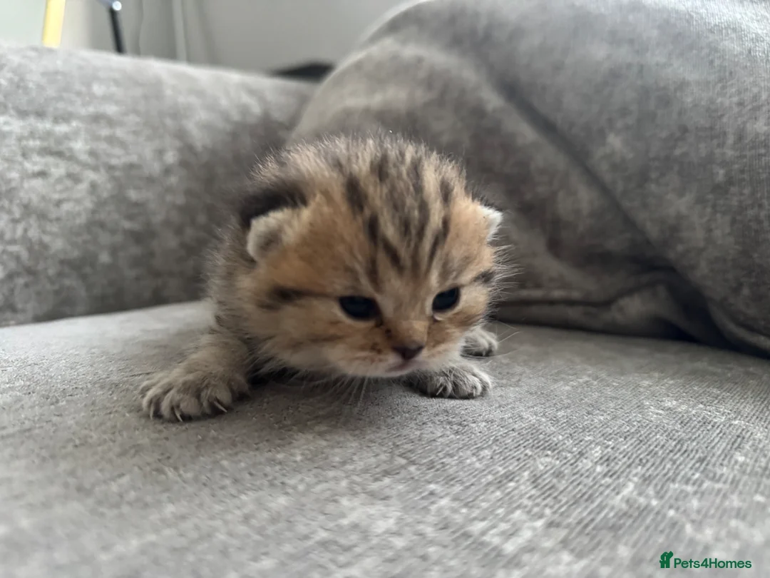 Scottish Fold cats for sale: Adorable Scottish kittens for sale🐾 - Advert 13