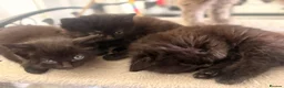 Nebelung cats for sale: Nebelung kittens  in Norwich - Advert 2
