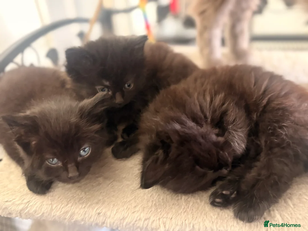 Nebelung cats for sale: Nebelung kittens  in Norwich - Advert 2