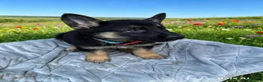 German Shepherd 9 boy