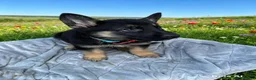German Shepherd dogs for sale: lovely GSD puppies  - Advert 12